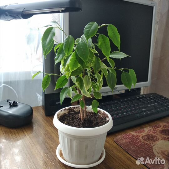 Комнатные цветы