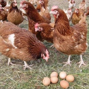 Несушки доставка бесплатная