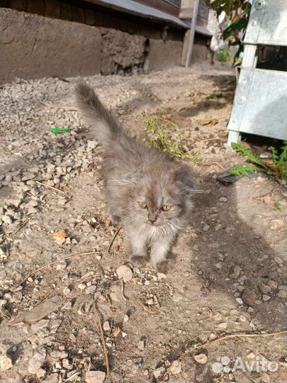 Вислоухие котята