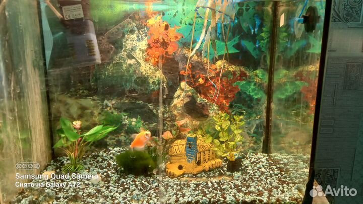Продам аквариум с рыбками на 30 литров