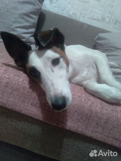 Фокстерьер в добрые руки