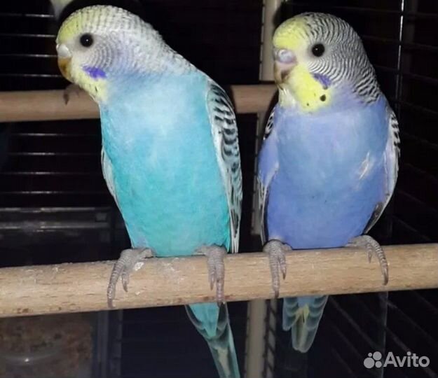 Волнистый попугай