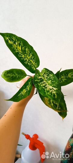 Диффенбахия кустовая
