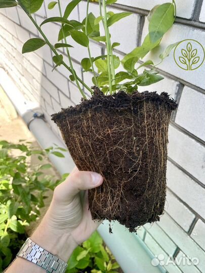 Саженцы голубики