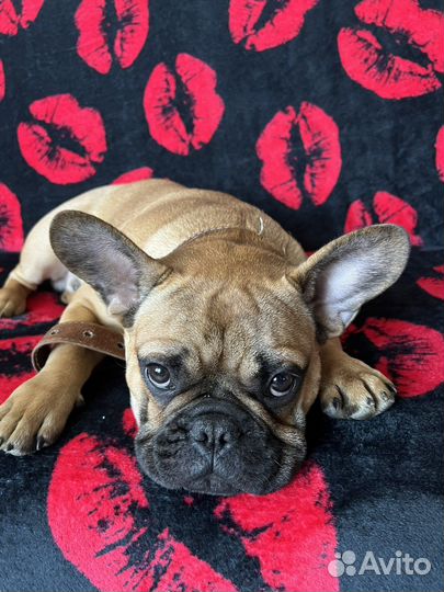 Французский бульдог кабель вязка