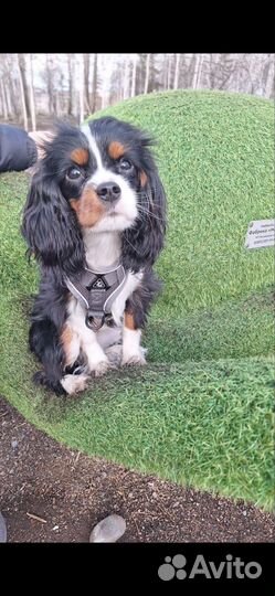 Кокер спаниель