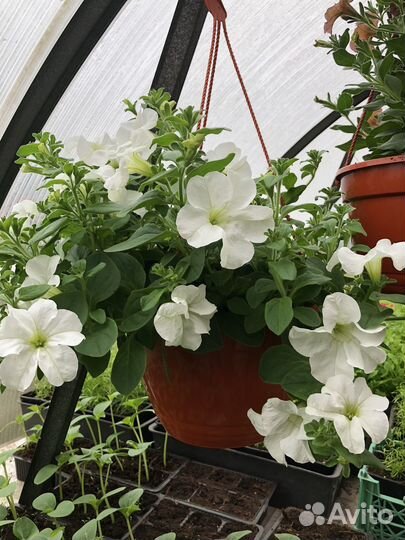 Кашпо и композиции ампельных цветов