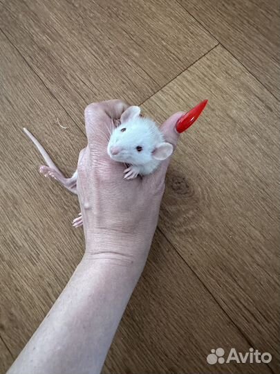 Крыса дамбо