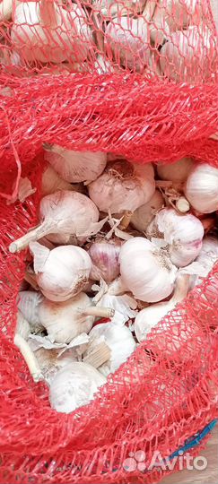 Чеснок домашний озимый