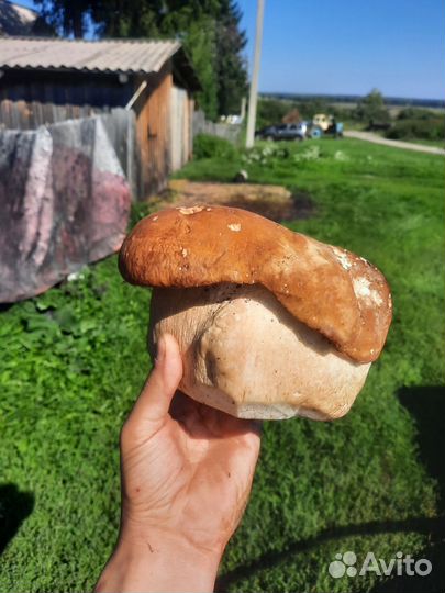 Лисички/Черноплодка/Описание читайте