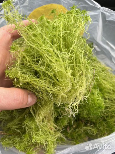 Мох сфагнум живой
