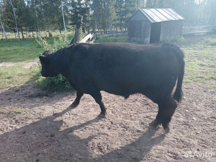Быки коровы