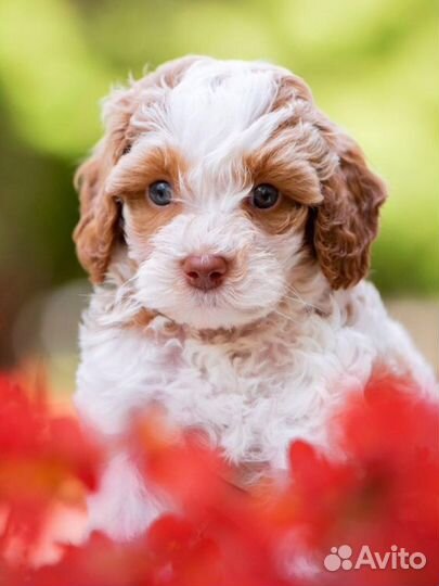 Лабрадудль (Australian Labradoodle)