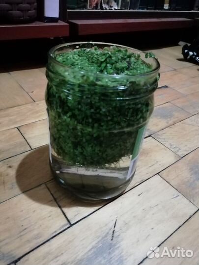 Ряска для аквариума