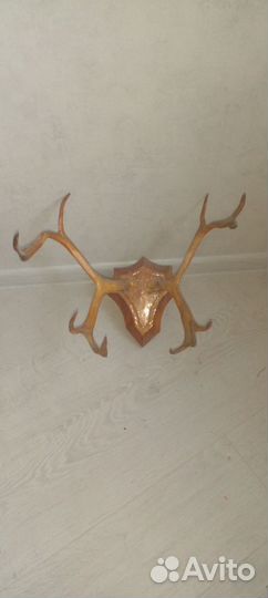 Рога оленя
