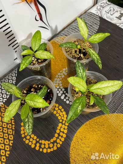 Фикус диверсифолия сплеш