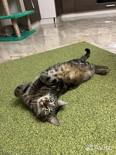 Кот Василий ищет частный дом