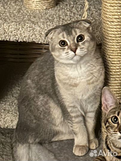 Шотландская вислоухая