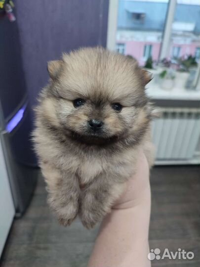 Померанский шпиц мини