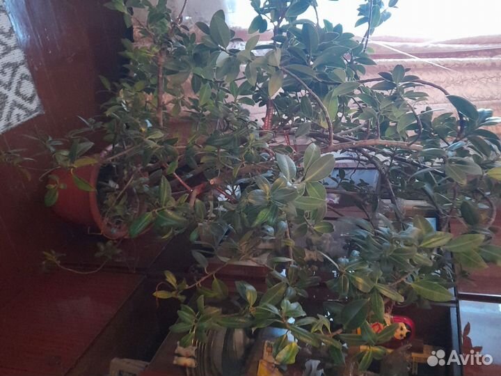 Фикус Эластика