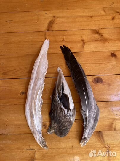 Крыло гуся утки