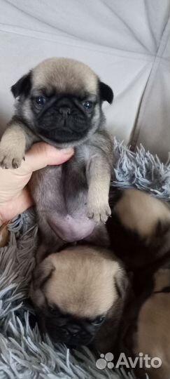 Щенки мопса