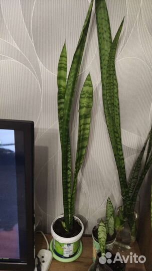 Сансевиерия длинный цветок около метра тёщин язык