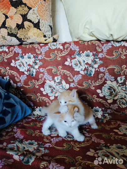 Отдам котят