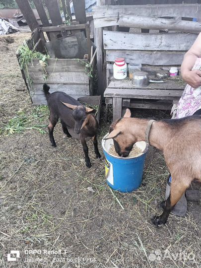 Домашние куриные яйца