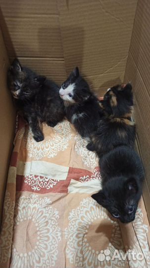 Отдам котят в хорошие руки