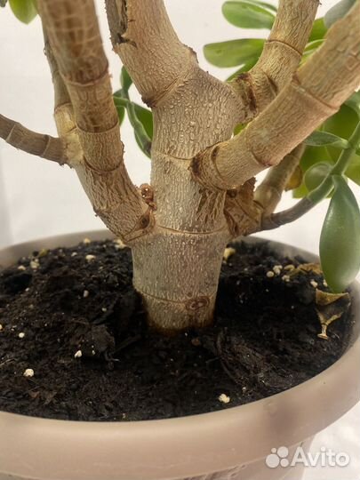 Денежное дерево толстянка