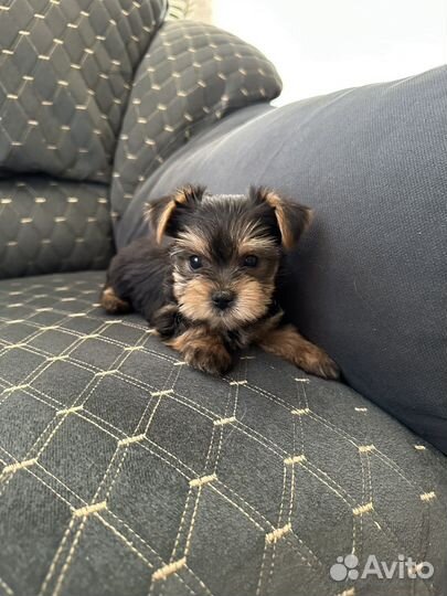 Йоркширский терьер щенки