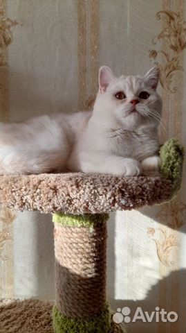 Котик на вязку