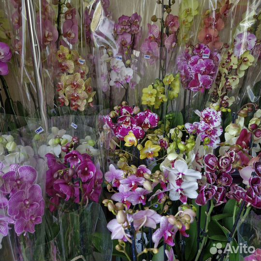 Орхидеи разные в наличии