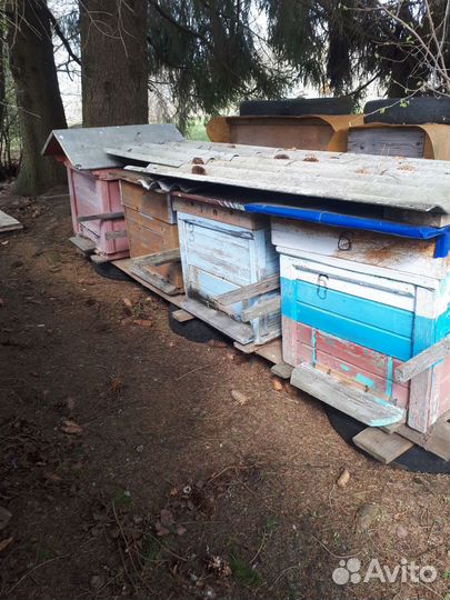 Продаются пчелиные улья бу