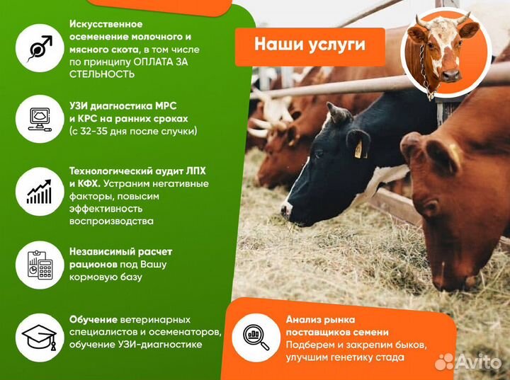Осеменение коров