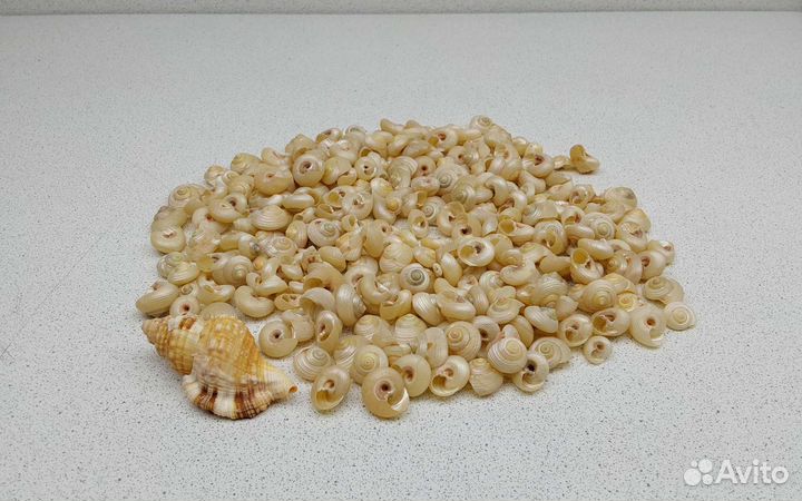 Монилея Белчери перламутровая 1,4*2 ракушки