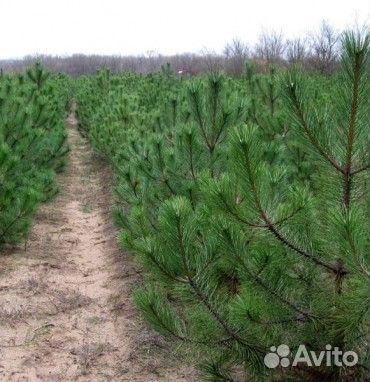 Сеянцы Уральской сосны
