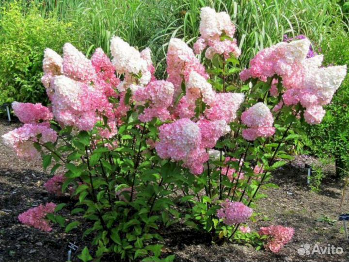 Гортензия Ванила Фрайз