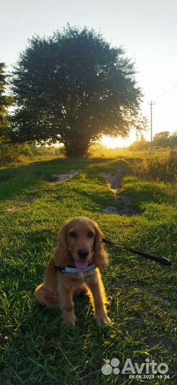 Английский кокер спаниель рыжий