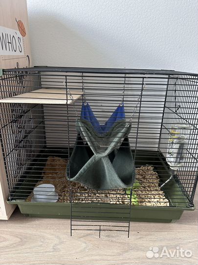 Хорек с клеткой