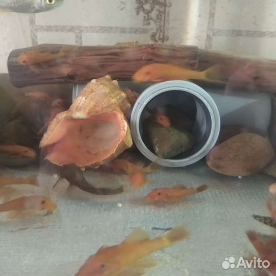 Продаю сомиков анциструс супер Ред