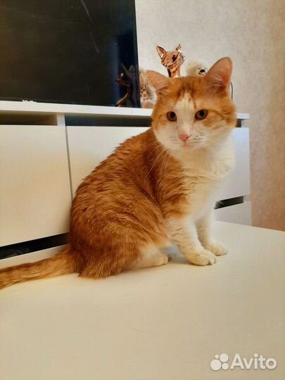 Эмиль в добрые руки