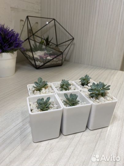 Суккуленты