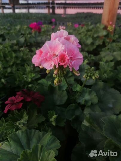Герани сортовые