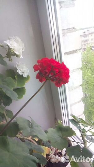 Герань