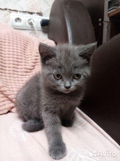 Британские котята