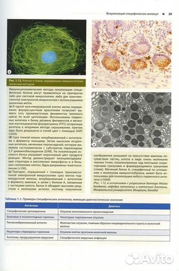 Гистология по Жункейре. Атлас: Учебное пособие