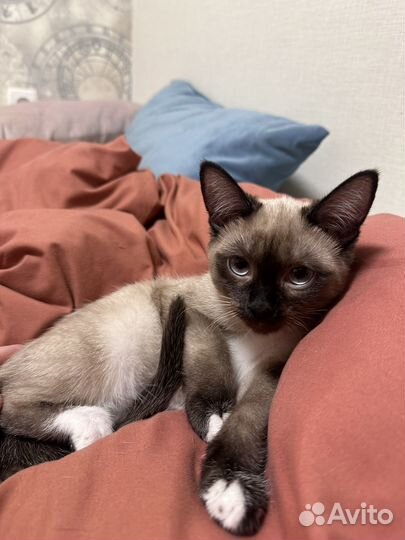 Тайские котята