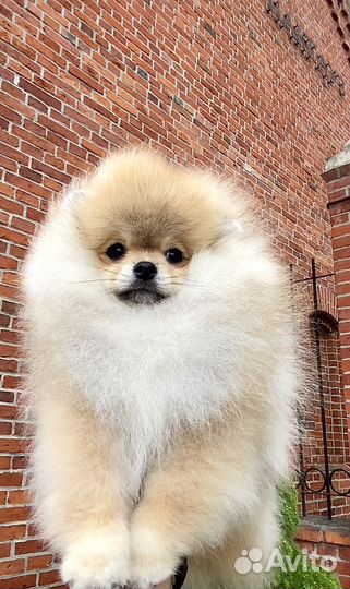 Померанский шпиц девочка дорого